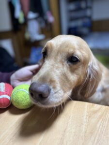 【ドッグシッター八王子】ゴールデンレトリバーのお世話の様子