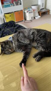 お姉ちゃんと弟ニャンコ😺