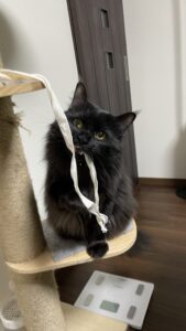 😺へそ天でお迎えありがとう☺️