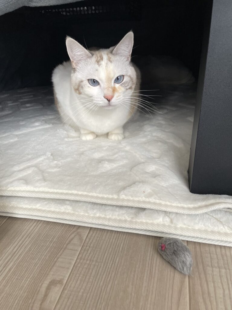 【八千代市・猫】ラムちゃんのお世話報告