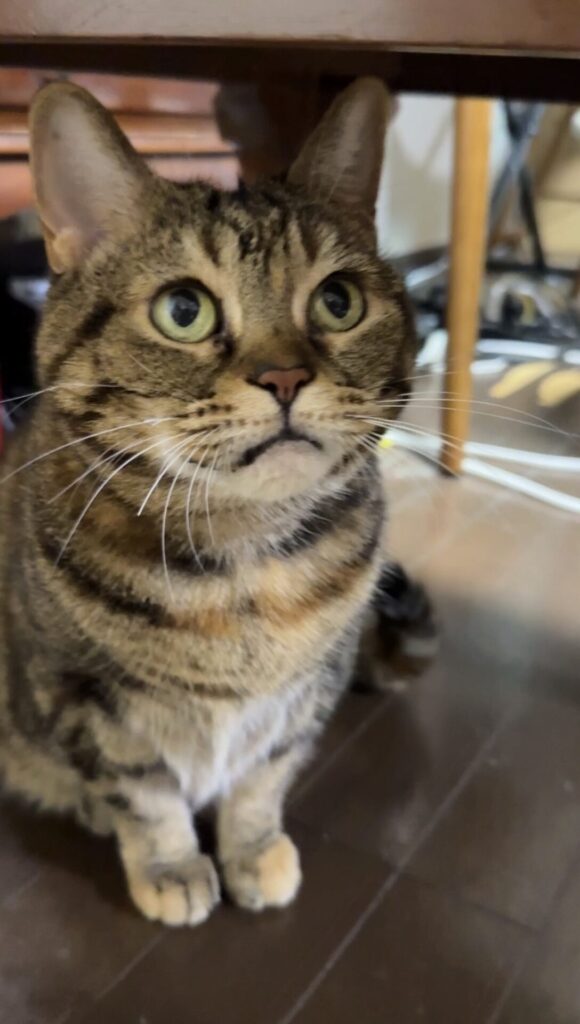 ペットシッター 箕面市 アメリカンショートヘアのまろんちゃん