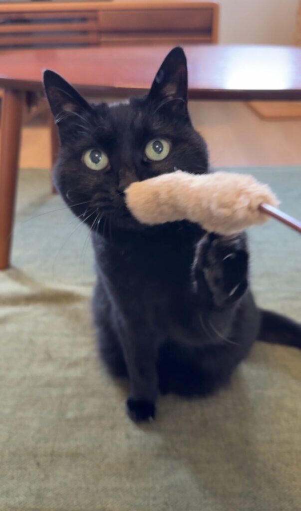 ペットシッター 茨木市 黒猫ミロちゃん