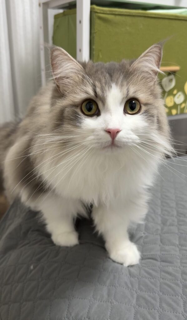 ペットシッター　箕面市　サイベリアンのルイズくん