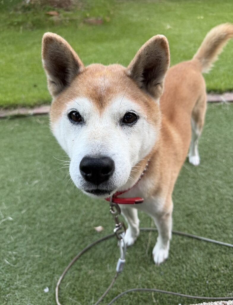 ペットシッター　箕面市　柴犬の慧くん　