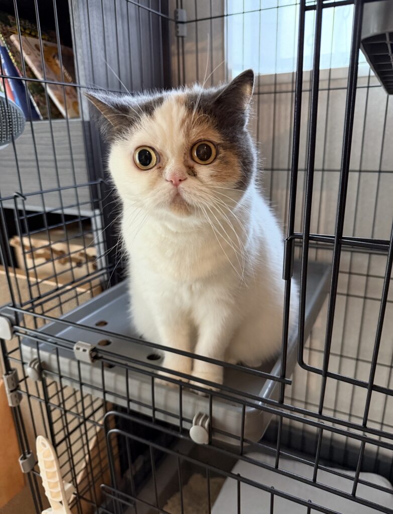 ペットシッター　吹田市　ミヌエットのカステラちゃんとマルプーのこむぎくん