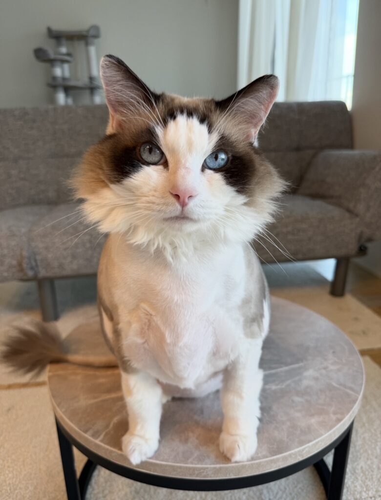 ペットシッター　箕面市　ラグドールの涼ちゃんとしんたろうくん、ノルウェージャンフォレストキャットのたくみくん、キャバリアの明妃ちゃん