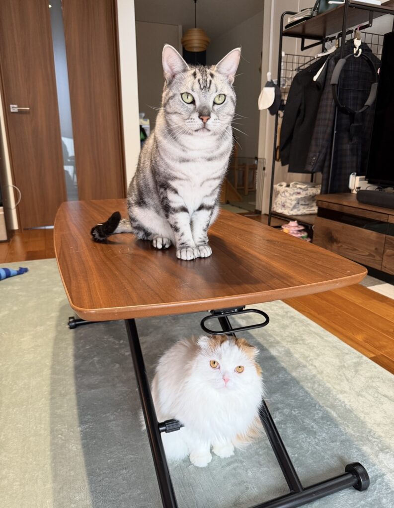 ペットシッター　箕面市　アメリカンショートヘアのロメくんとスコティッシュフォールドのきんくん