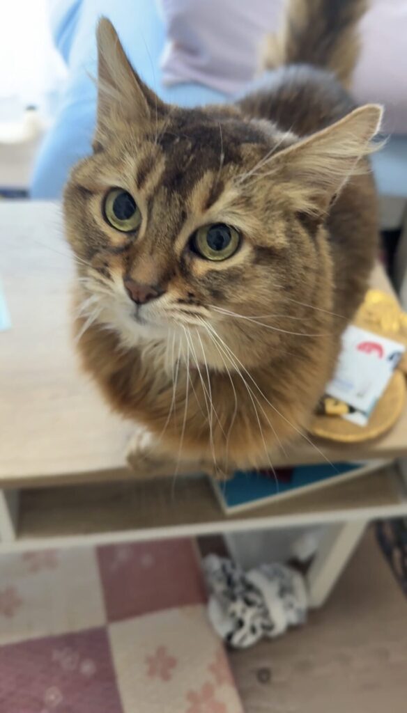 ペットシッター　茨木市　ソマリのリリちゃん