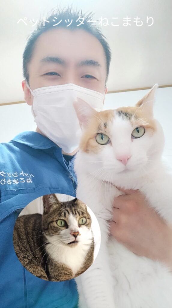 豊島区 お得意様 ふっくら三毛ちゃん&スマ〜トキジシロくん お世話レポート🐈