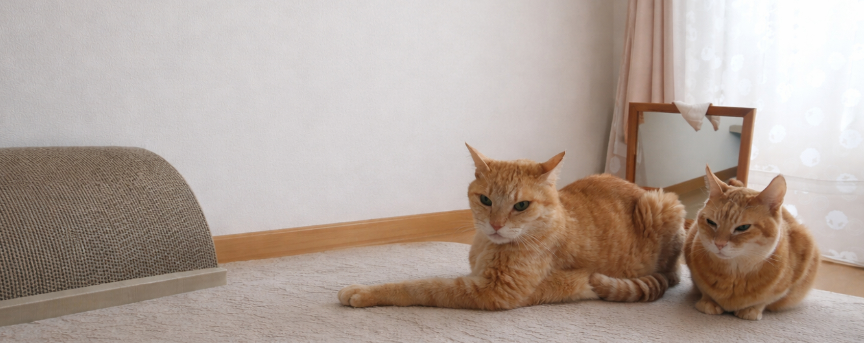 ペットシッター寅次郎