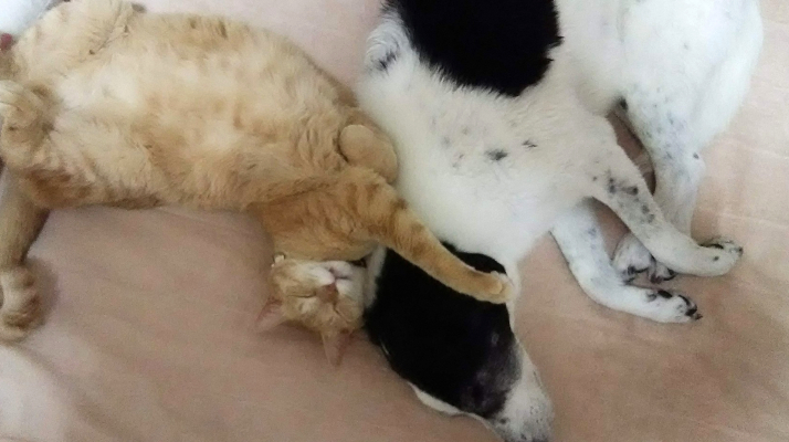 ペットシッター寅次郎とは