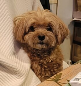 横須賀市|6歳マルプーちゃんのお世話記録。初回の警戒から“ワンワンお出迎え”までの変化