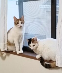 金沢区の仲良し猫姉妹｜１歳になったリピーターさんの成長記録  
