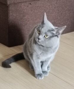 金沢区のシャルトリューの女の子、心をひらいてくれた日