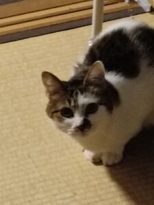 金沢区のかくれんぼ上手な猫ちゃん