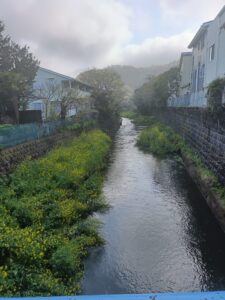 大雨の翌朝、葉山の川が見せてくれた静かな奇跡