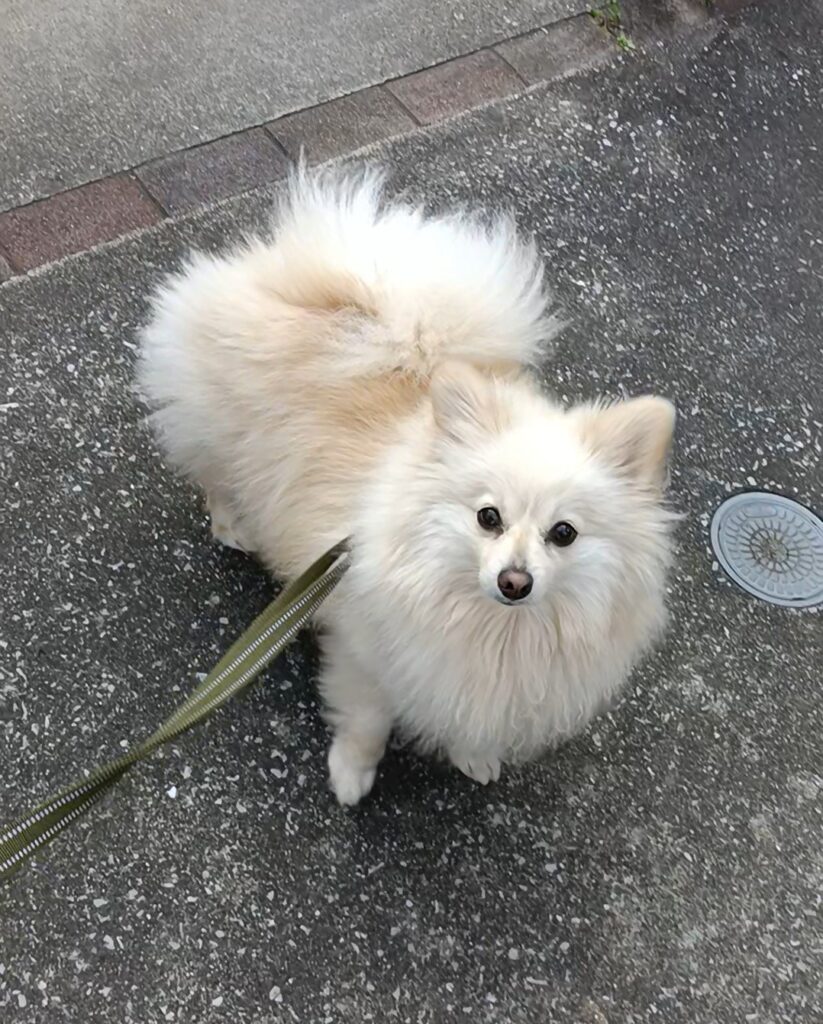 逗子のポメラニアンくん(1歳)のお散歩サポート日記