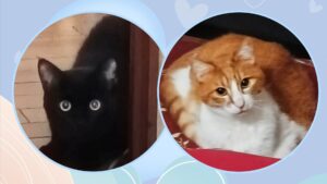 磯子区／元保護猫の３兄弟さんのお世話日記