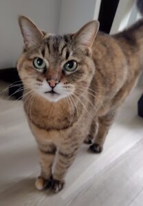 「尼崎市」ケリーちゃん(*^^*)