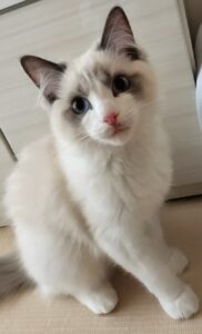 「尼崎市」パピーのぐんたろうくん(*´ω｀*)