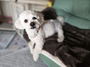 綾町のりんごくん🍎&いちごちゃん🍓のお世話レポート