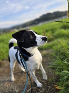 綾町玉露ちゃんのお世話レポート🐕️