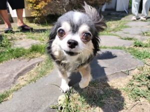 黒チワワのうに君ー久喜市で【初回訪問】