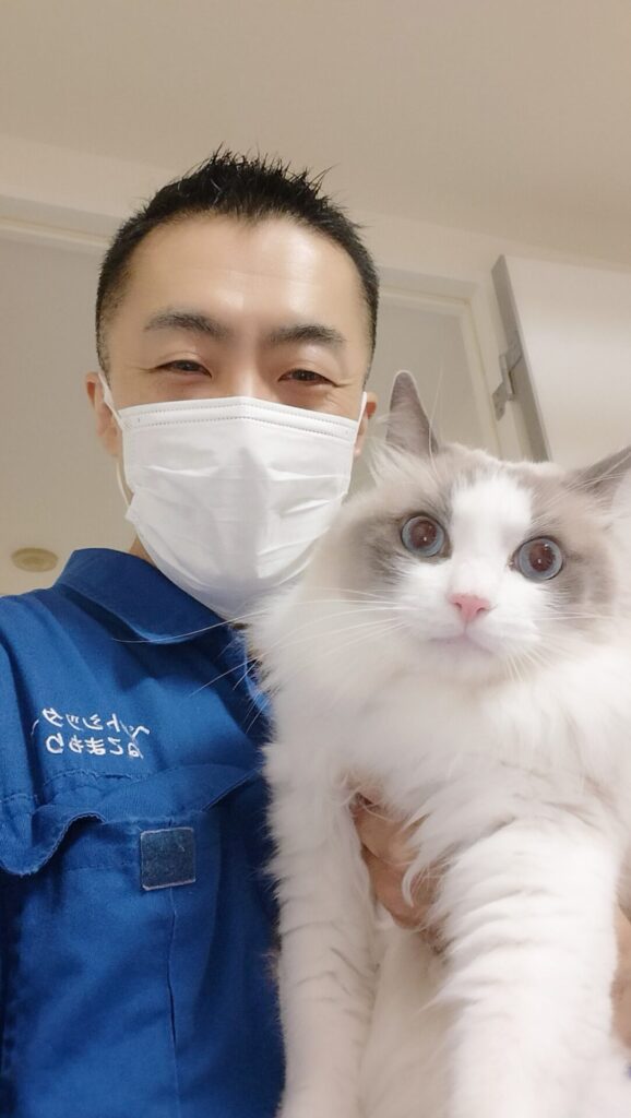 新宿区 お得意様 めちゃくちゃ速いぞ！ ラグドールくん お世話レポート🐈