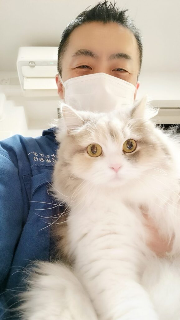 新宿区 お得意様 大きくなったね〜サイベリアンちゃん お世話レポート🐈