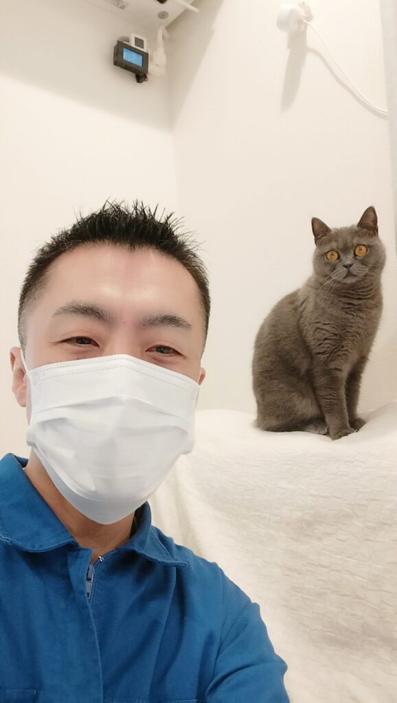 新宿区 お得意様 おてんばブリティッシュショートヘアちゃん お世話レポート🐈