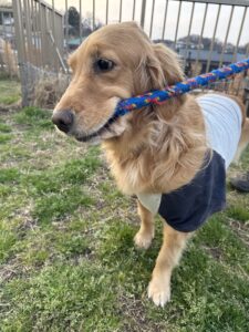 【犬のペットシッター八王子】ゴールデンレトリバーのお散歩の様子