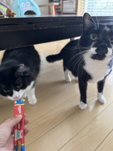 【猫のペットシッター八王子】猫ちゃん達のお世話の様子