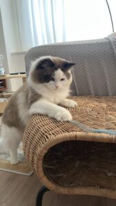 😺新しいお友達✨