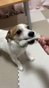🐶どっちに入ってるかな☺️