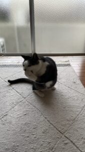 😺起こしてごめんね！😅