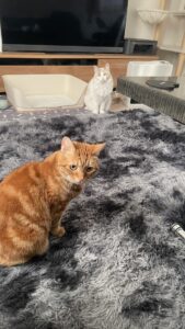 😺初めましてのお友達
