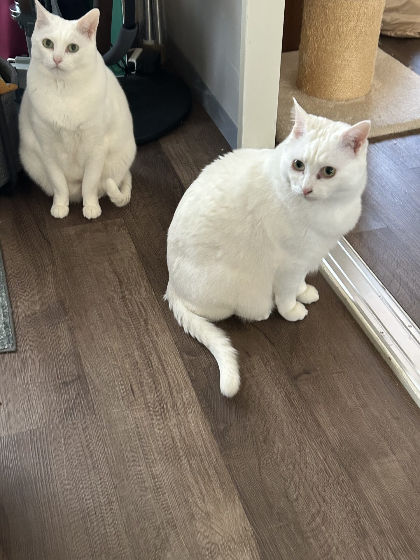 🐈中野区　元保護猫兄弟猫ちゃん🐱