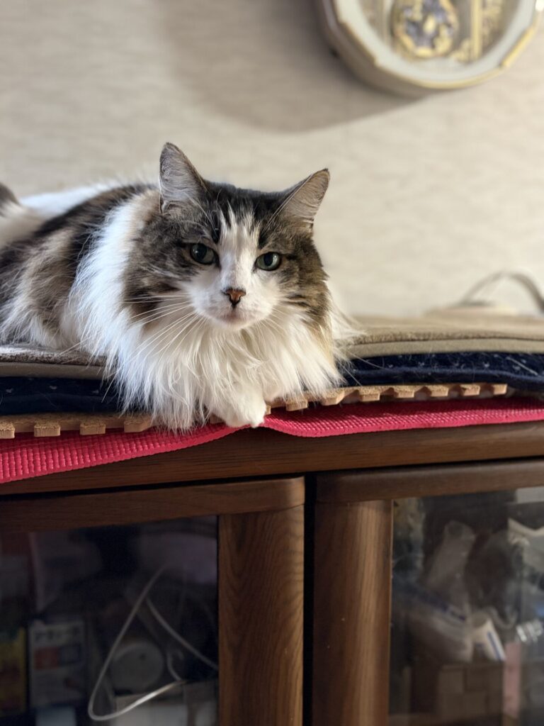 【船橋市・猫】イブちゃん、アダムくん、エマちゃんのお世話報告