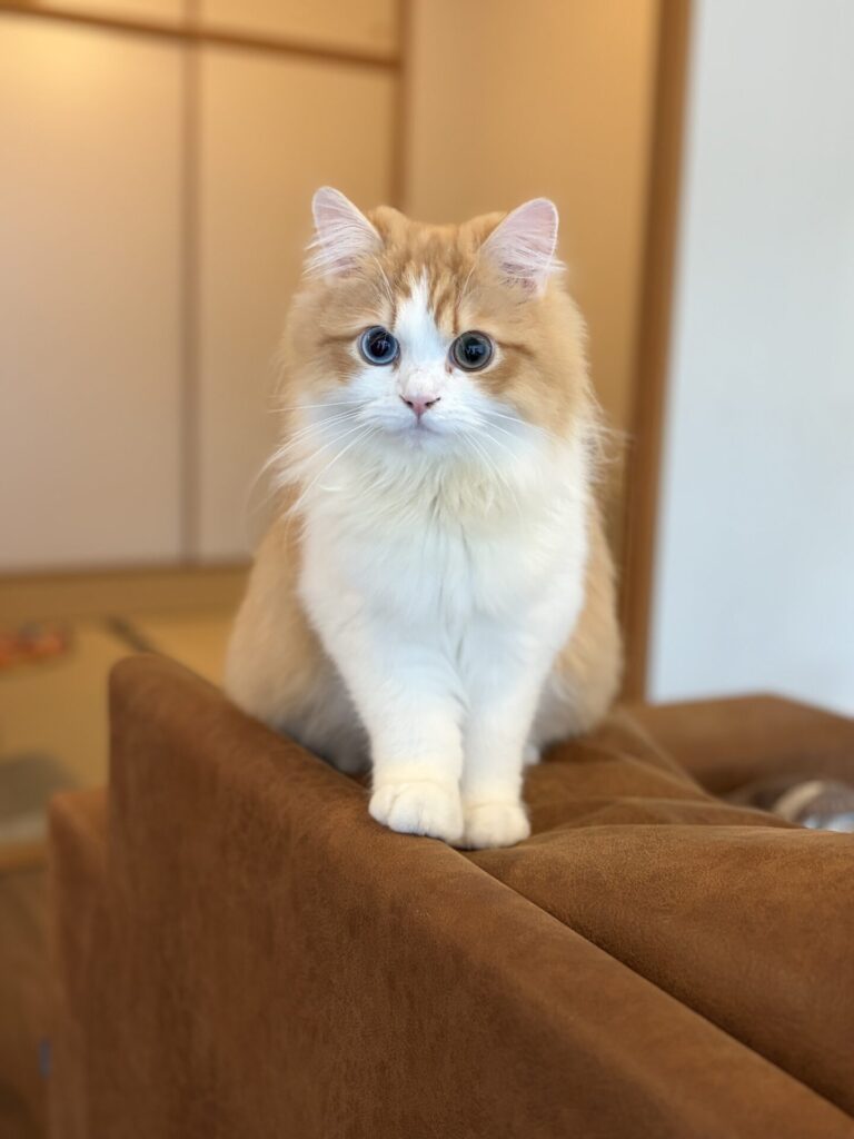 【千葉市・猫】ころもくんのお世話報告