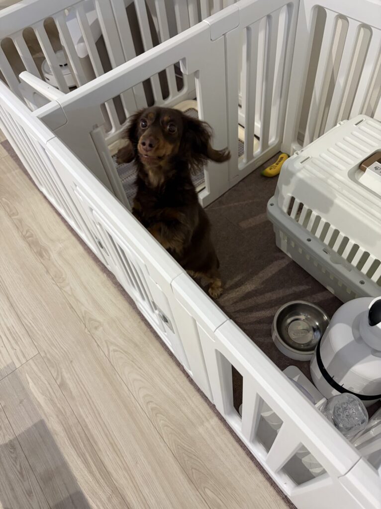 【八千代市・犬、猫】アルカちゃん、キルアくんのお世話報告