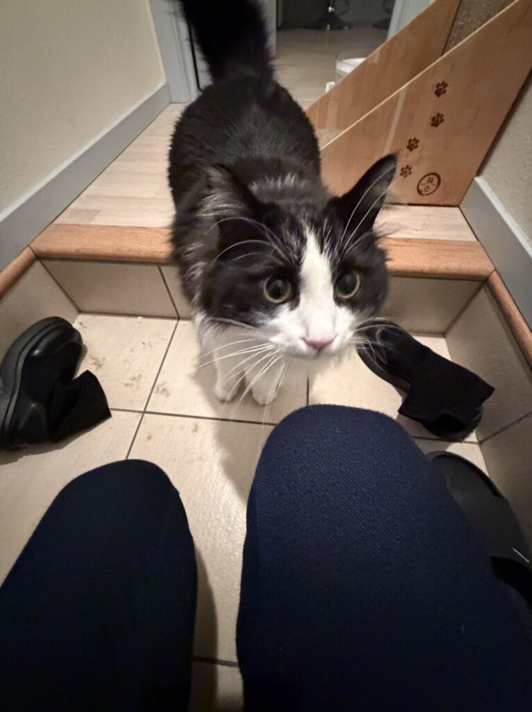 【習志野市・猫】おさむくんのお世話報告