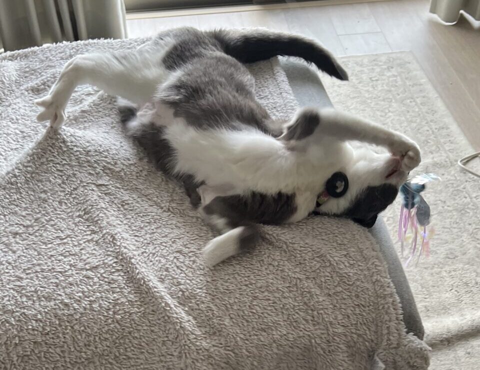 Repeat♪Stella chan short course use!!(リピート♪ステラちゃんショートコース利用）