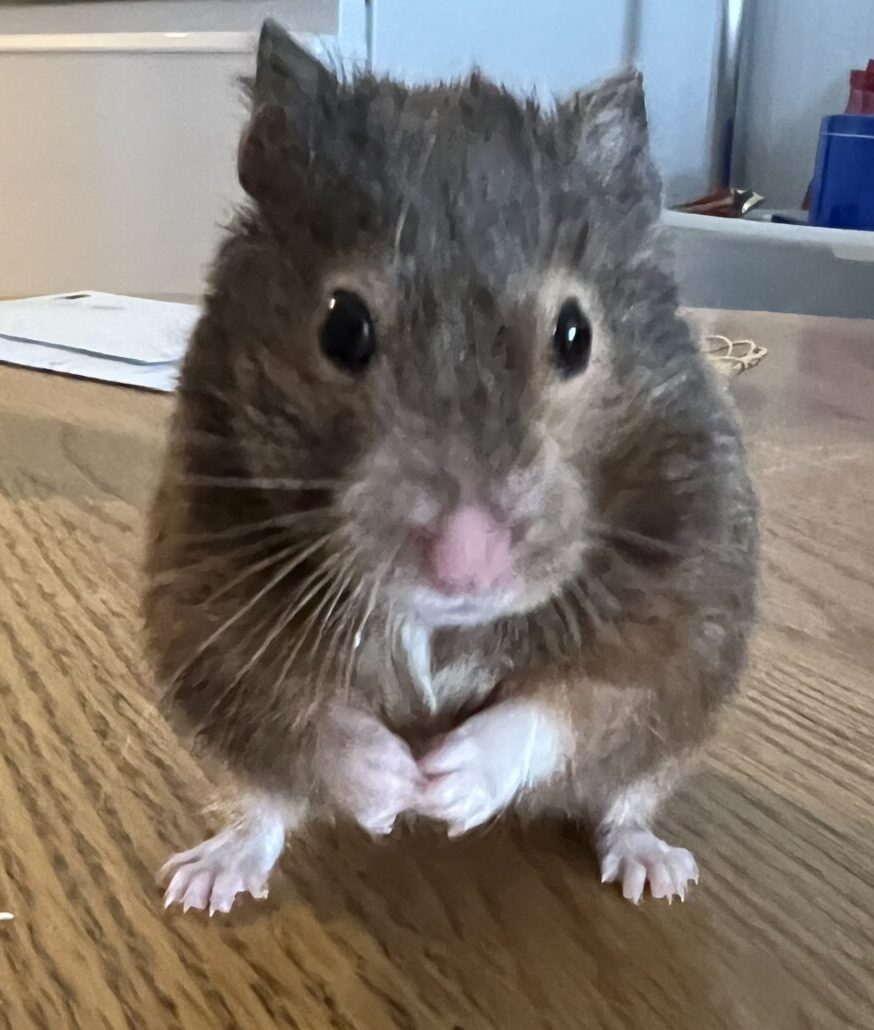 新規♪くりよせちゃん あんころもち君 ショートコースのご依頼♪