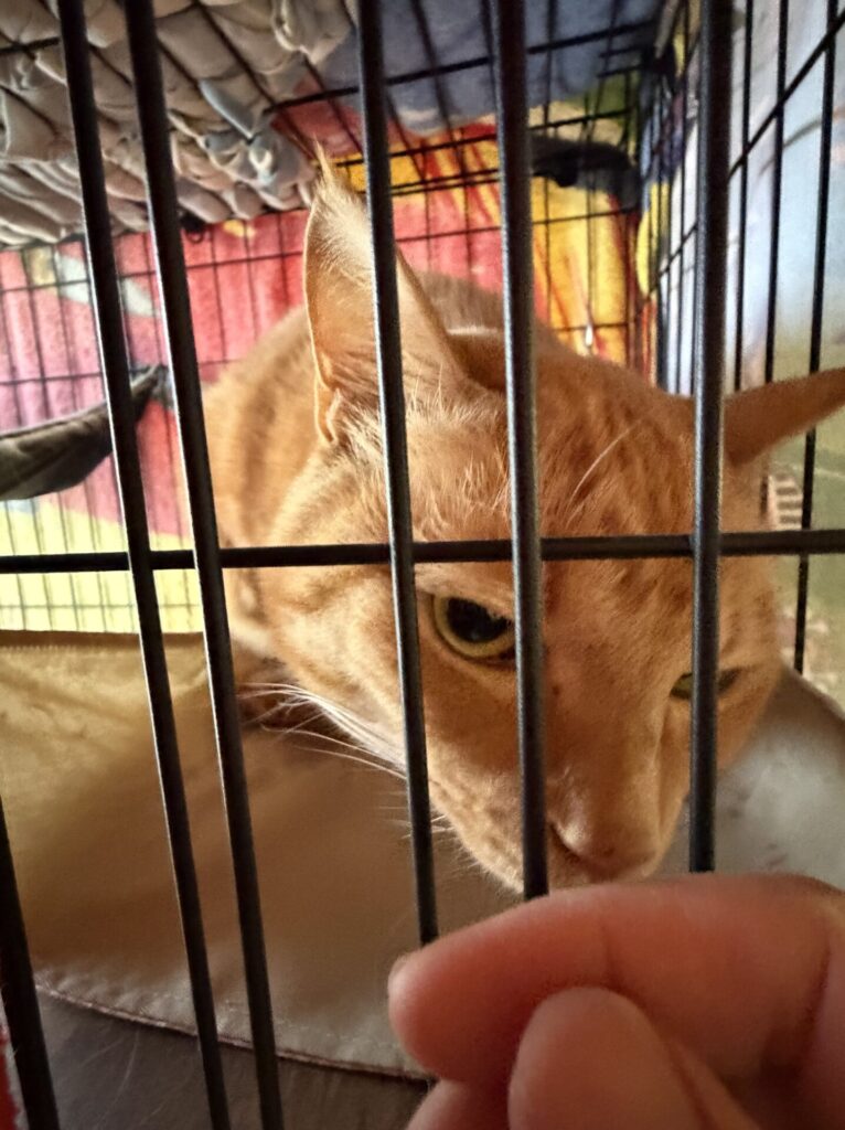 【習志野市・猫】あおくん、みどりちゃんのお世話報告