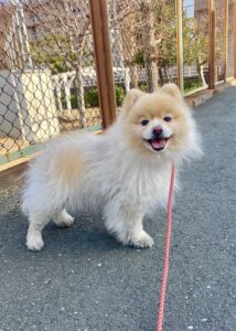 【通常コース 豊橋市】モカくんお世話の様子🐶