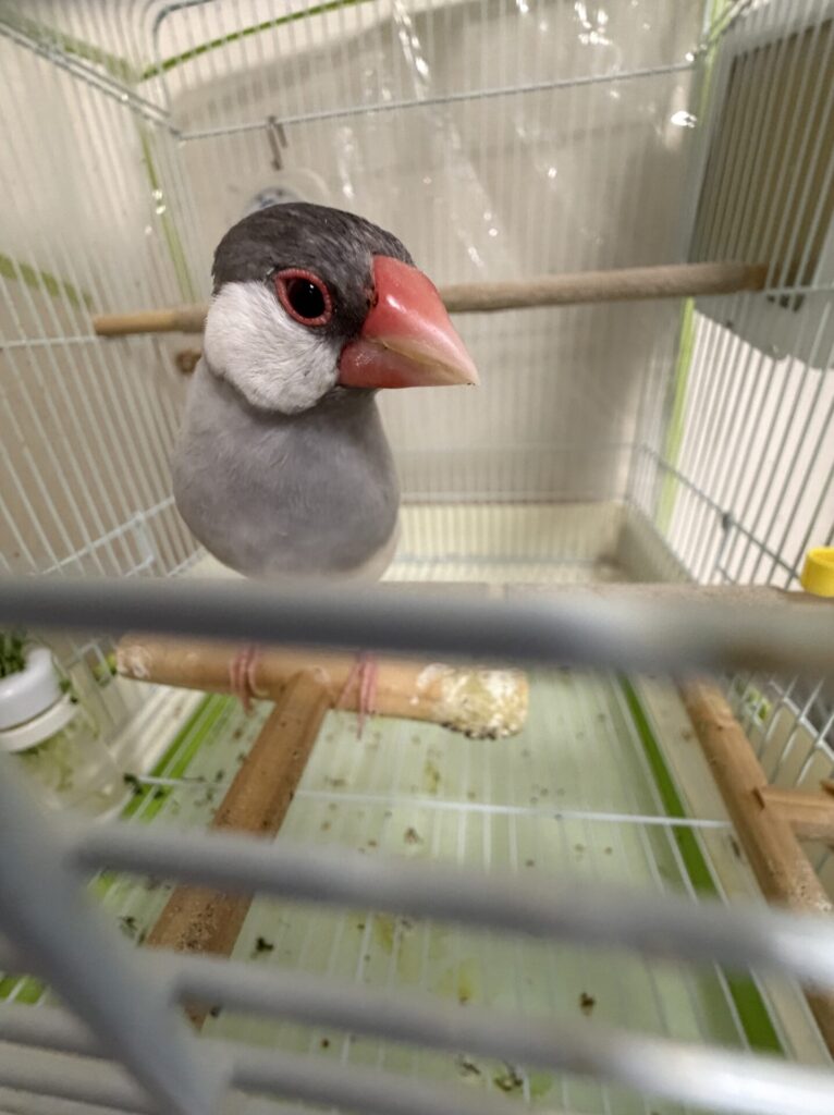 【船橋市・小鳥】りんくんのお世話報告