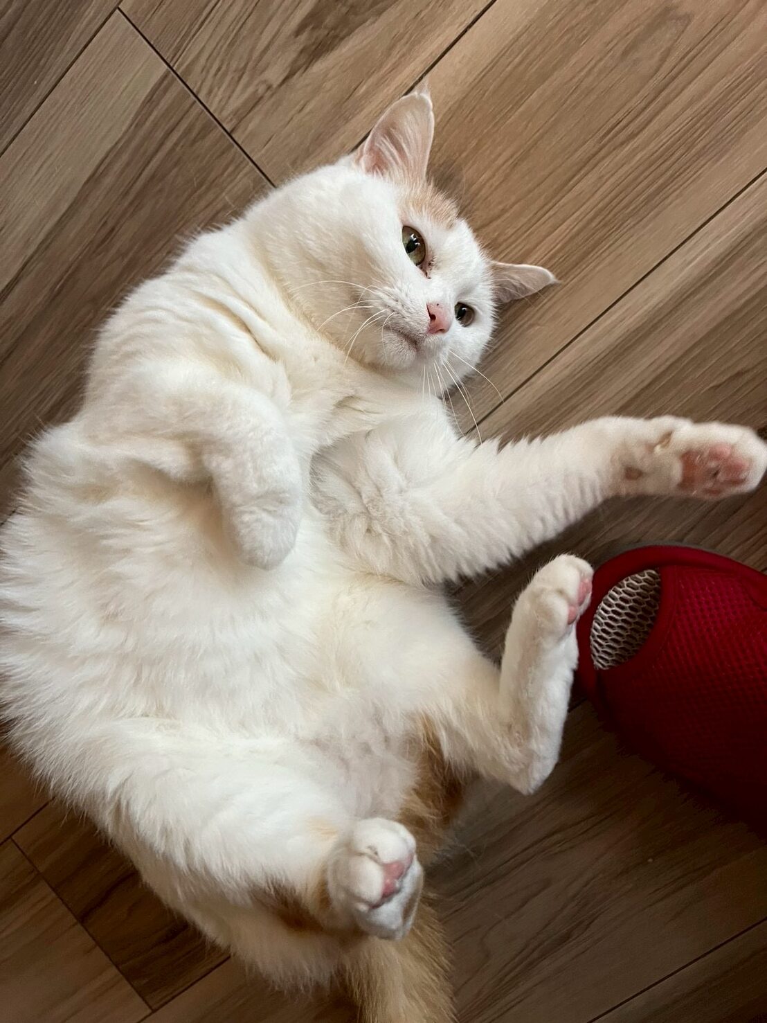 みゃーちゃん♪　ショートコース　リピートのご依頼♪