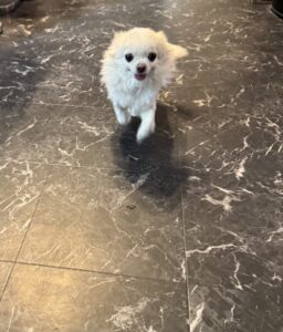 【ペットシッター八王子】チワワちゃん達のお世話の様子