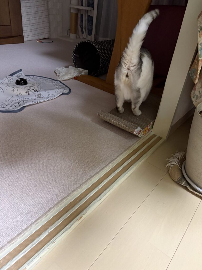 シュウちゃんのお世話 (三島市)