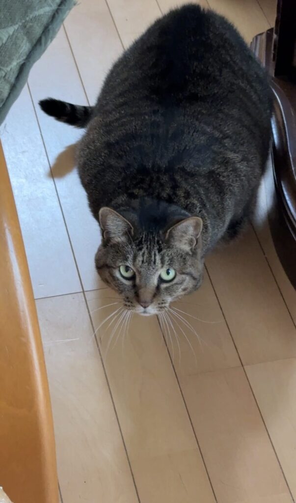 ペットシッター　箕面市　猫のエバちゃん　うーちゃん　まるちゃん　ショパンちゃん　ロディちゃん